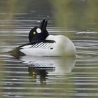 Balzender Schellenten-Erpel (Bucephala clangula)