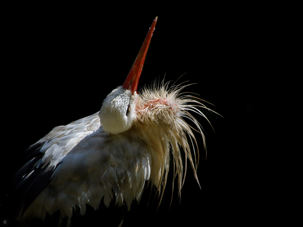 Balzender Storch