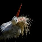 Balzender Storch