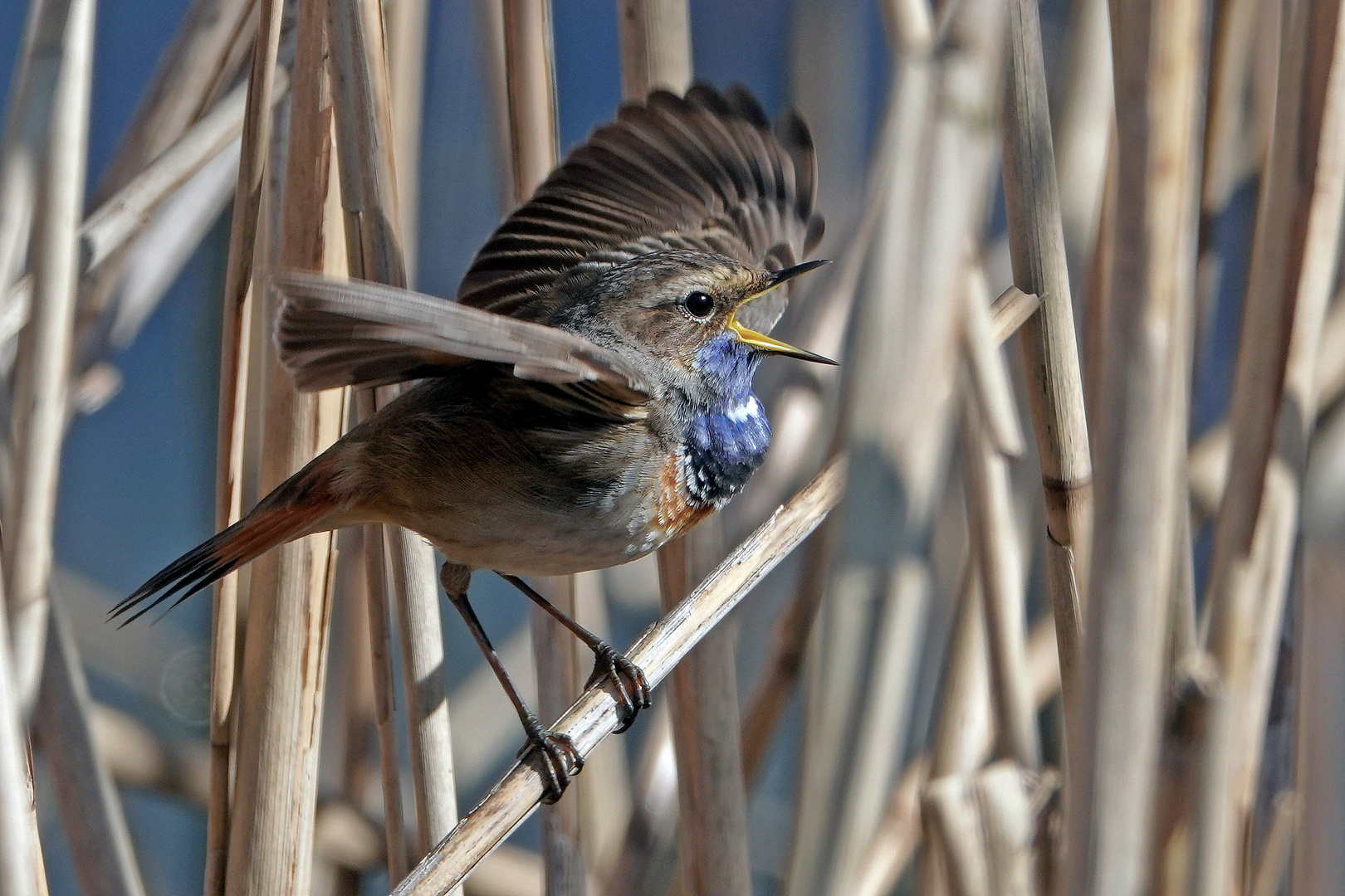 "Balzendes" Blaukehlchen