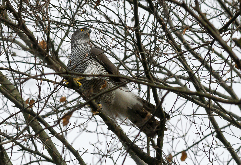 Balzendes Habichtweibchen