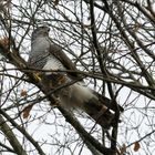 Balzendes Habichtweibchen