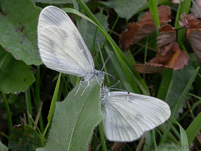 Balzendes Tintenfleckweißlingpärchen