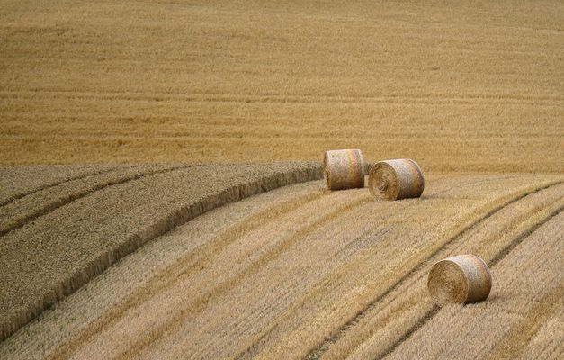Balzfeld_Garten-2436