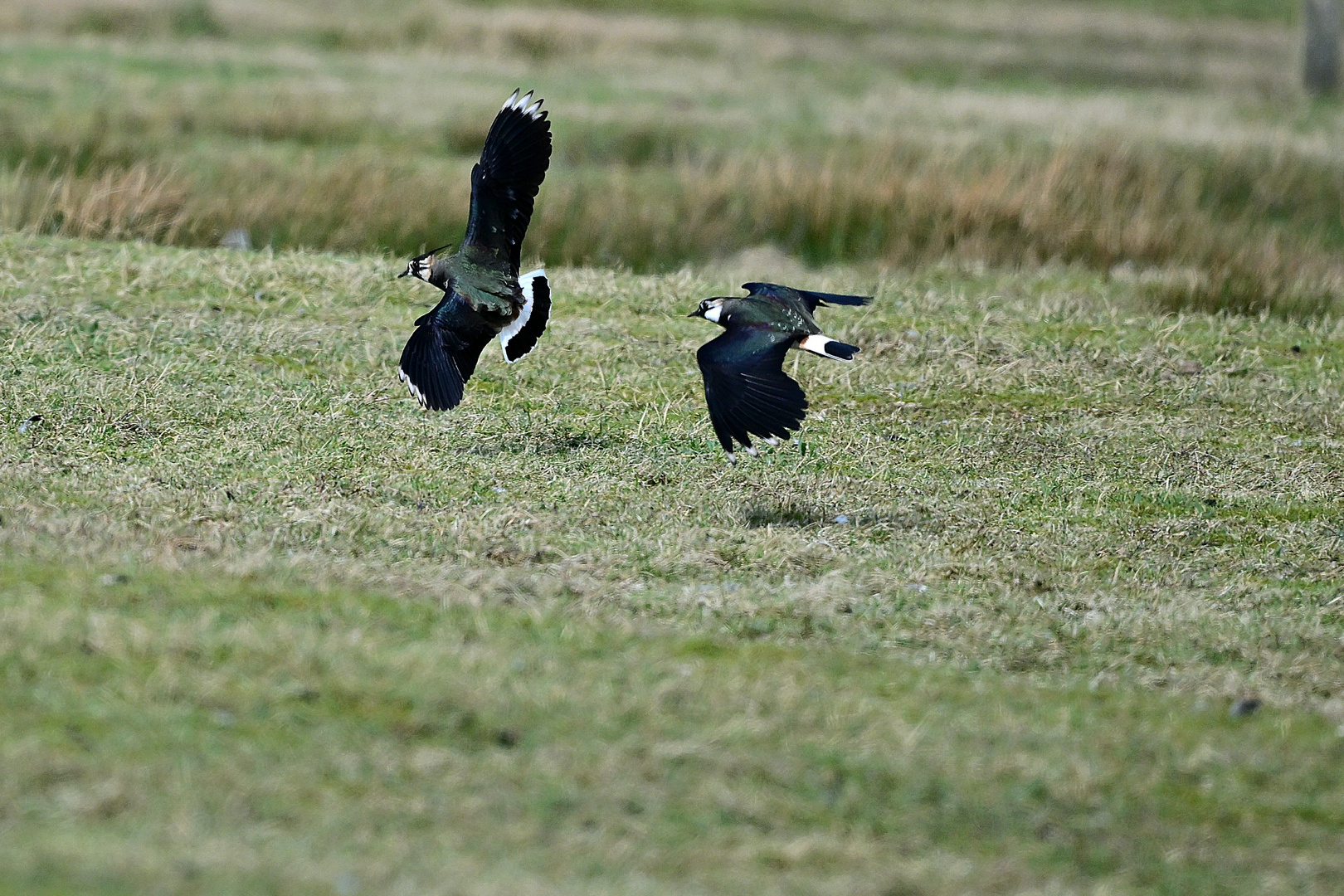 Balzflieger