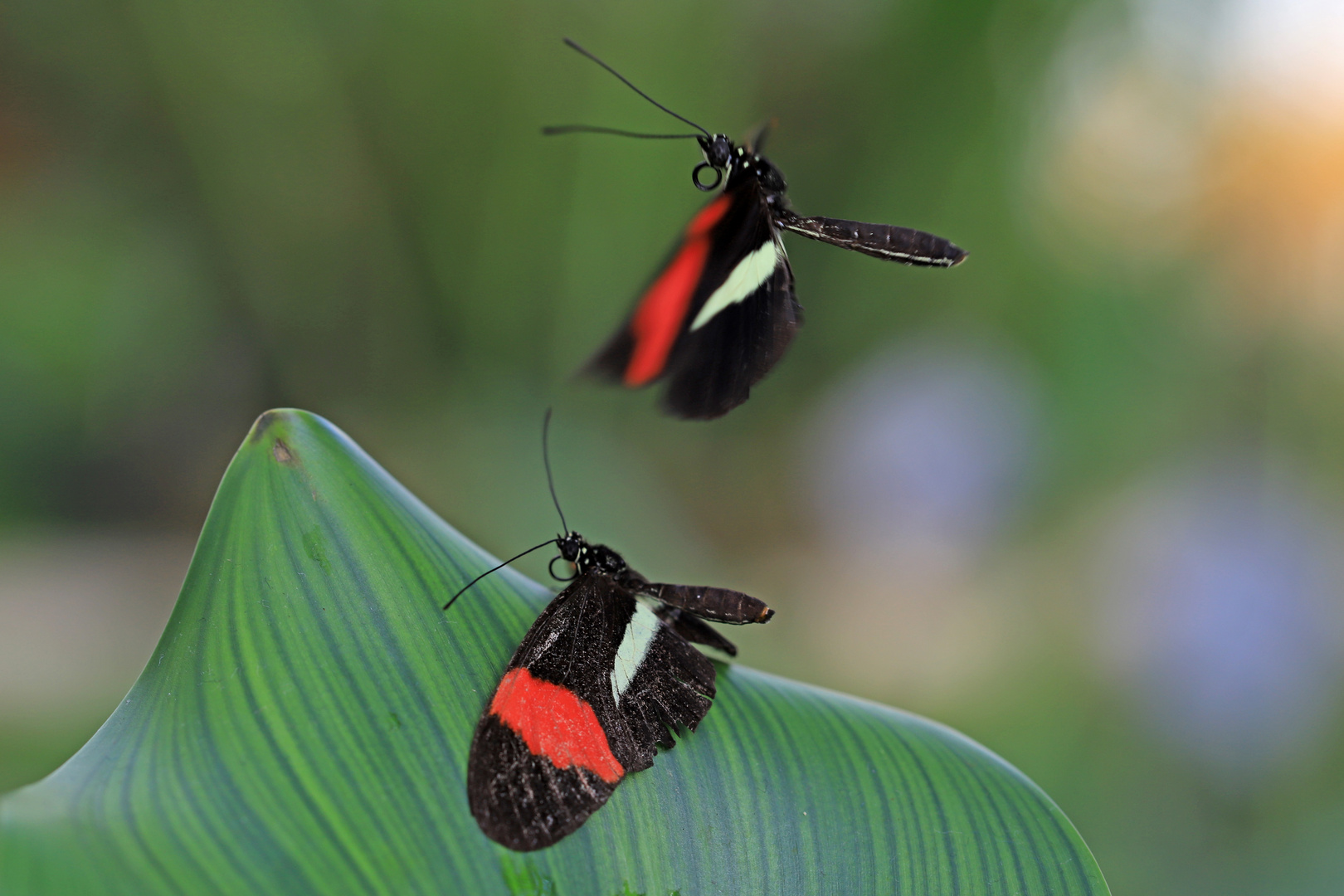 Balzflug der Schmetterlinge