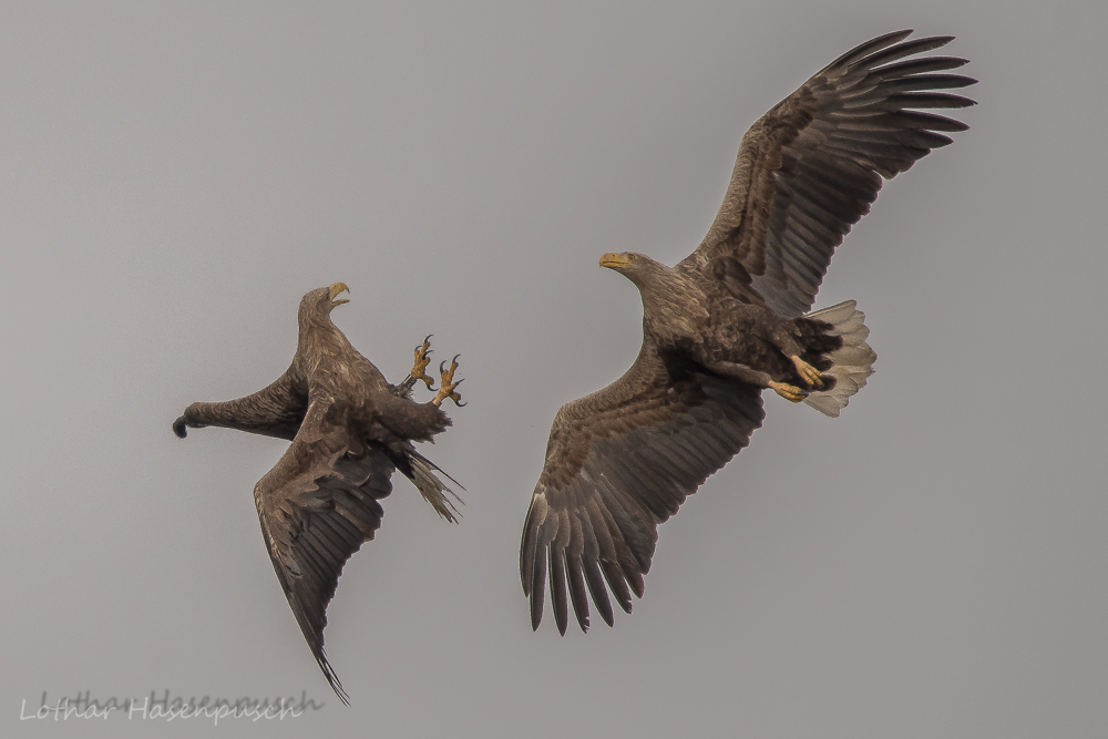 Balzflug der Seeadler