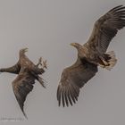 Balzflug der Seeadler