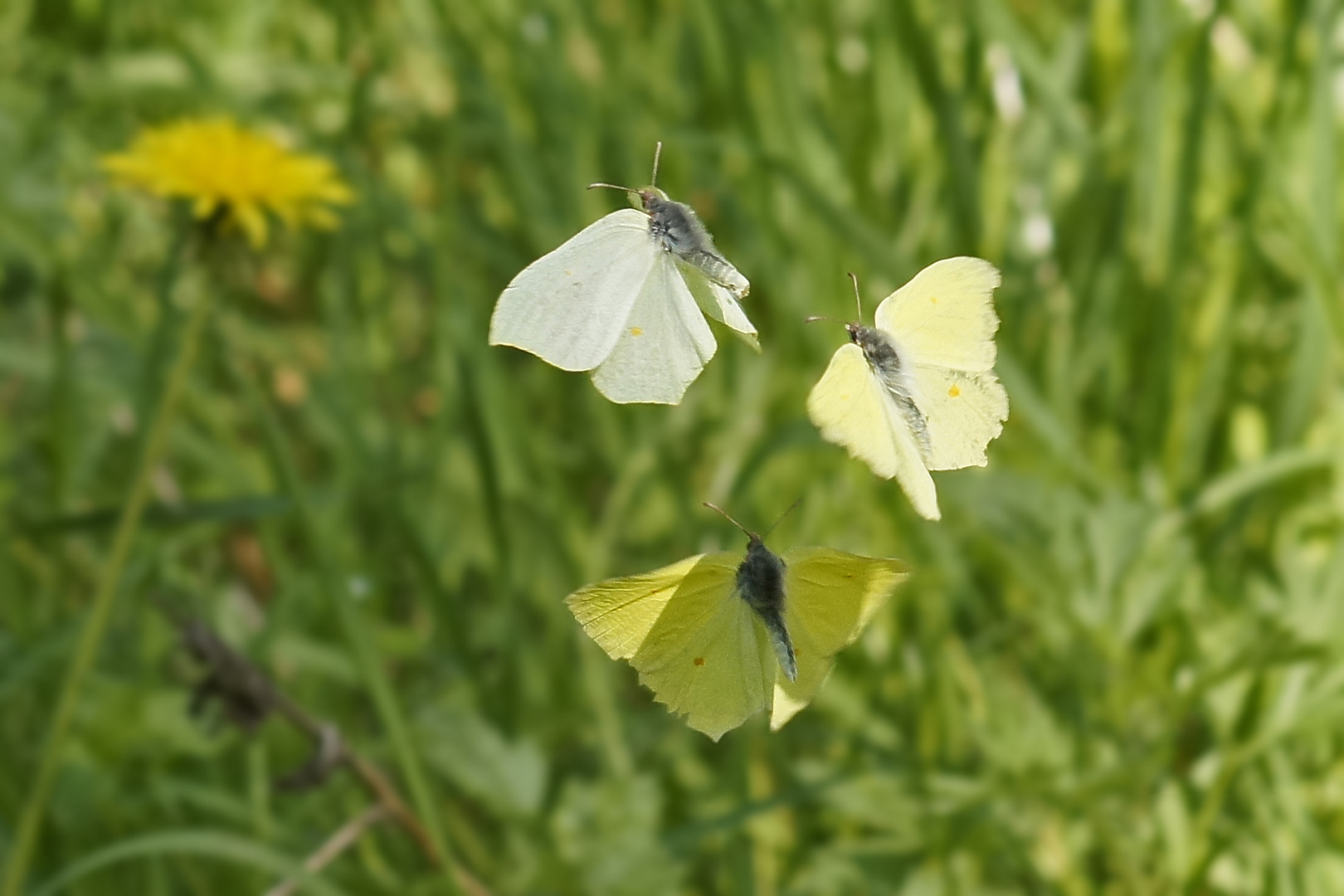 Balzflug der Zitronenfalter