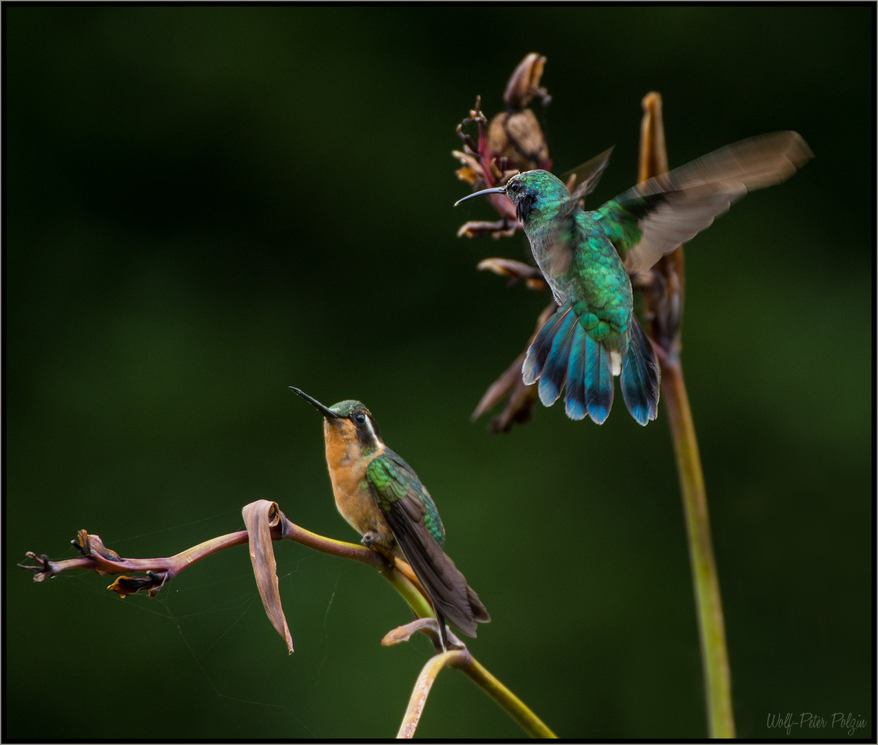 Balzflug: Weißkehlnymphe (Lampornis castaneoventris)