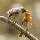 Balzfütterung bei den Robins