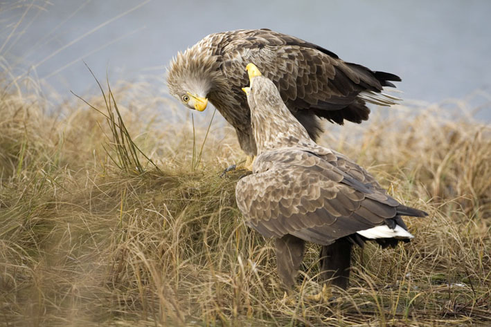 Balzspiel der Seeadler