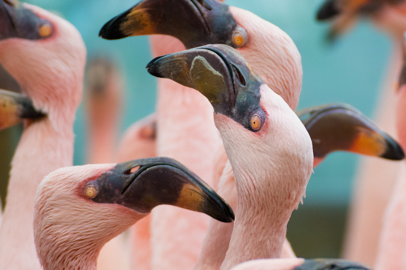 Balztanz bei den Zwergflamingos (1)