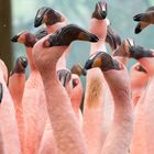 Balztanz bei den Zwergflamingos (2)