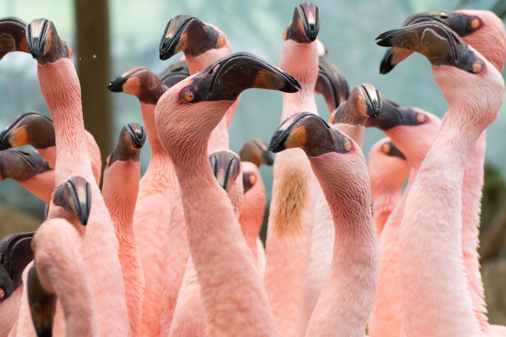 Balztanz bei den Zwergflamingos (2)