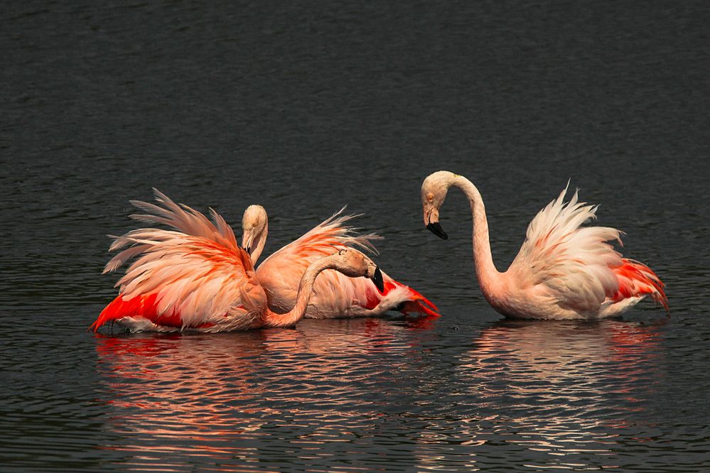 Balzverhalten Foto & Bild world, natur, flamingo Bilder auf