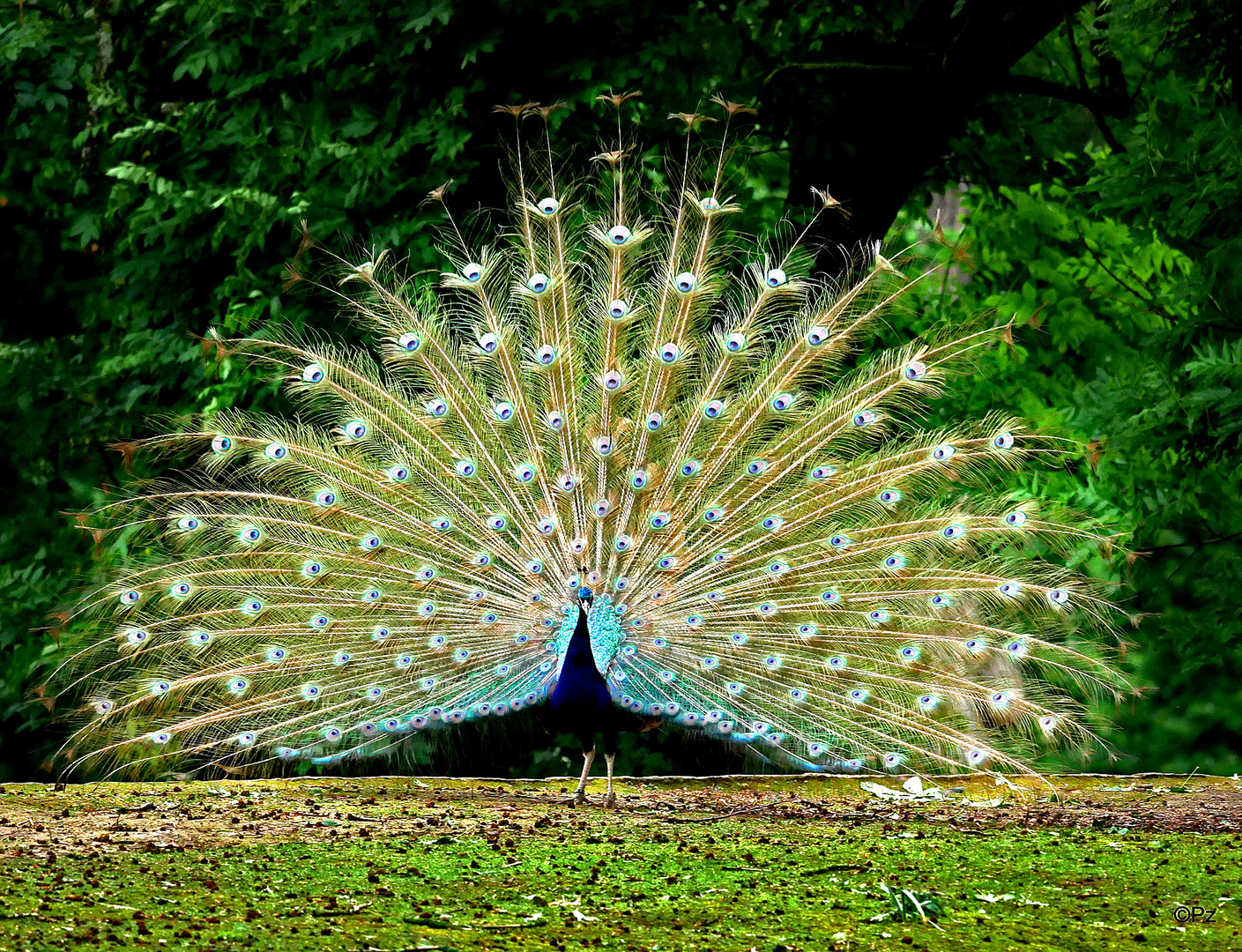 Balzzeit Bei Den Pfauen Foto Bild World Fruhling Natur Bilder Auf Fotocommunity