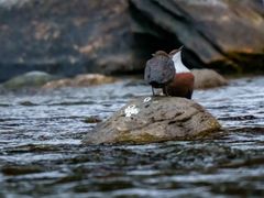 Balzzeit - Wasseramsel am Inn