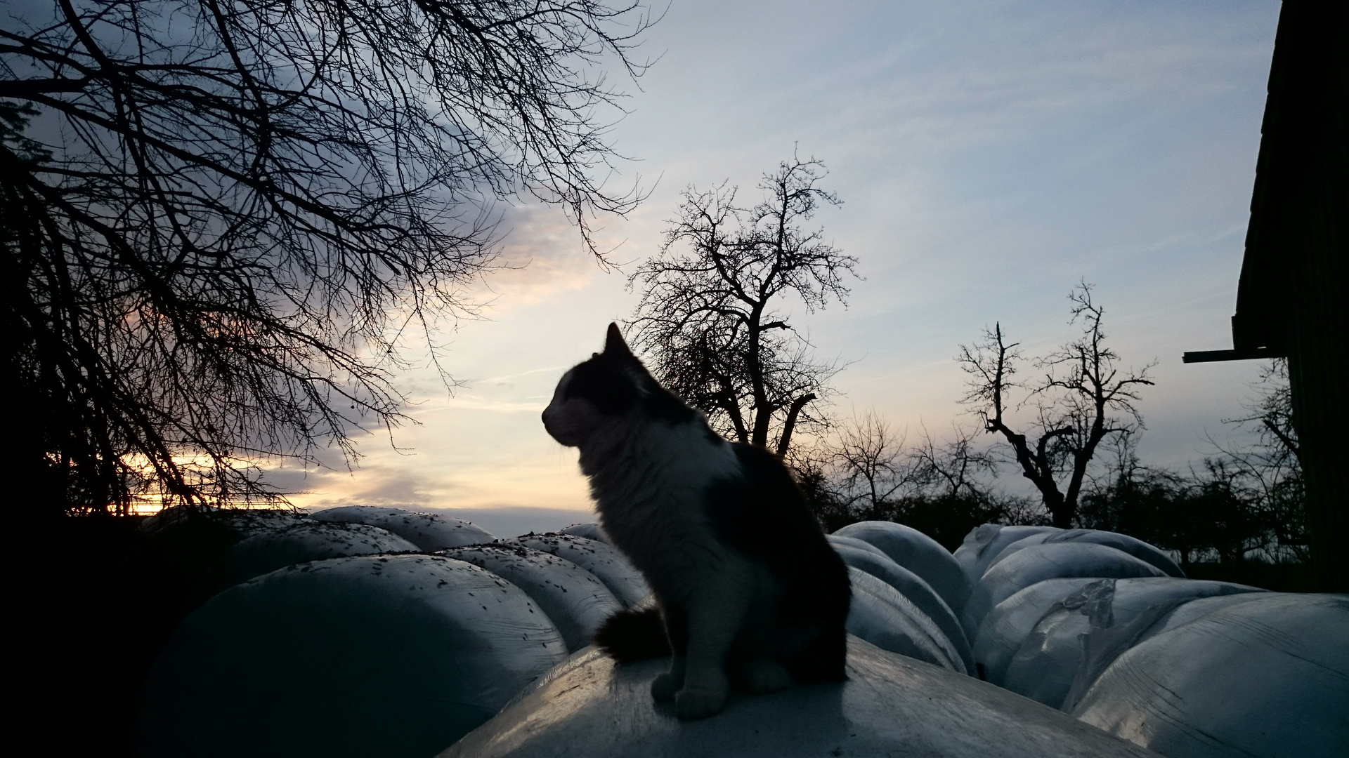 Bambam auf den Siloballen