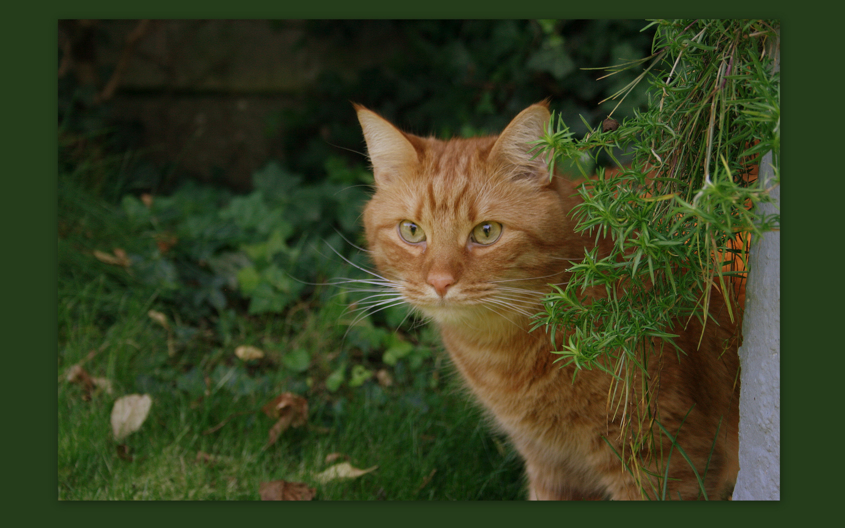 Bambam im Garten