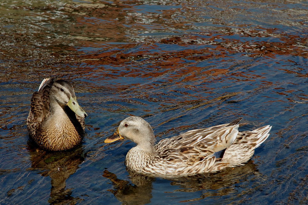 Bamberger Enten