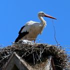 Bamberger Storch