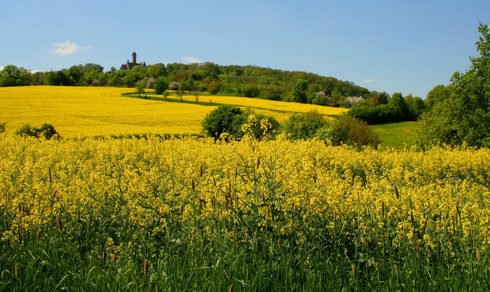 Bambergs höchster Hügel im Frühling