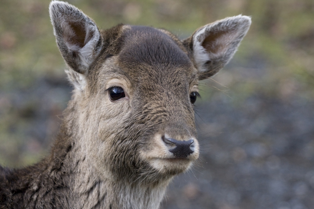 Bambi