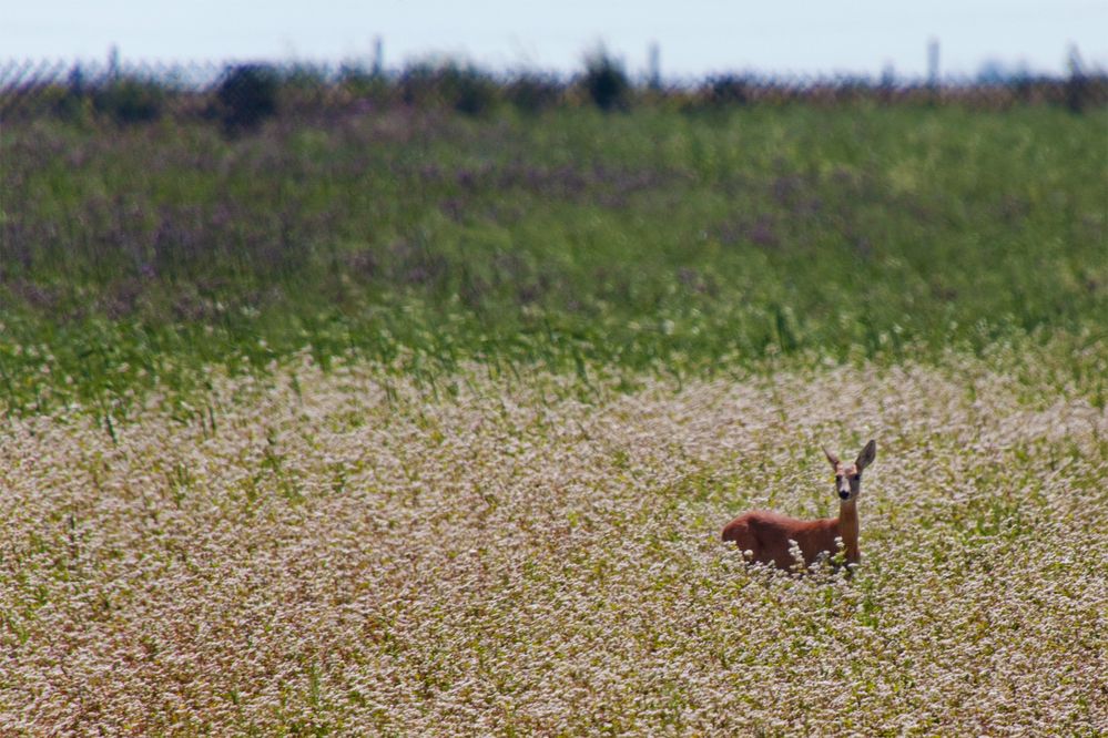 Bambi