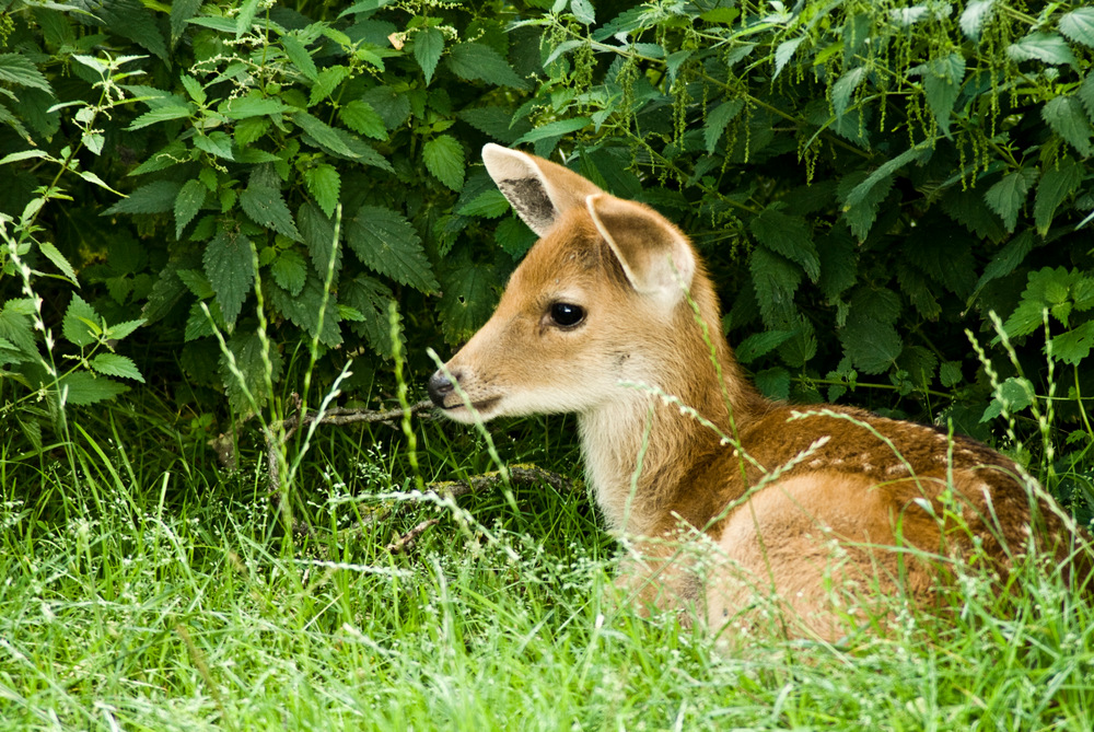 *** bambi ***