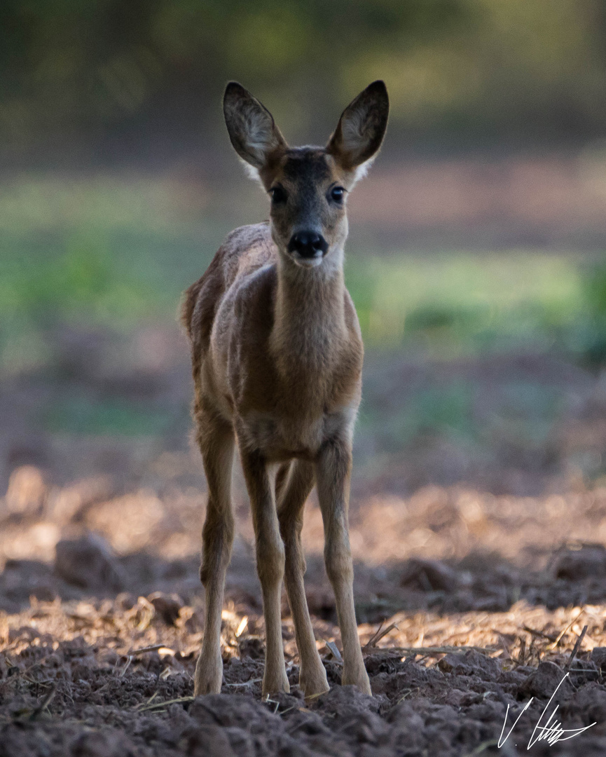 Bambi