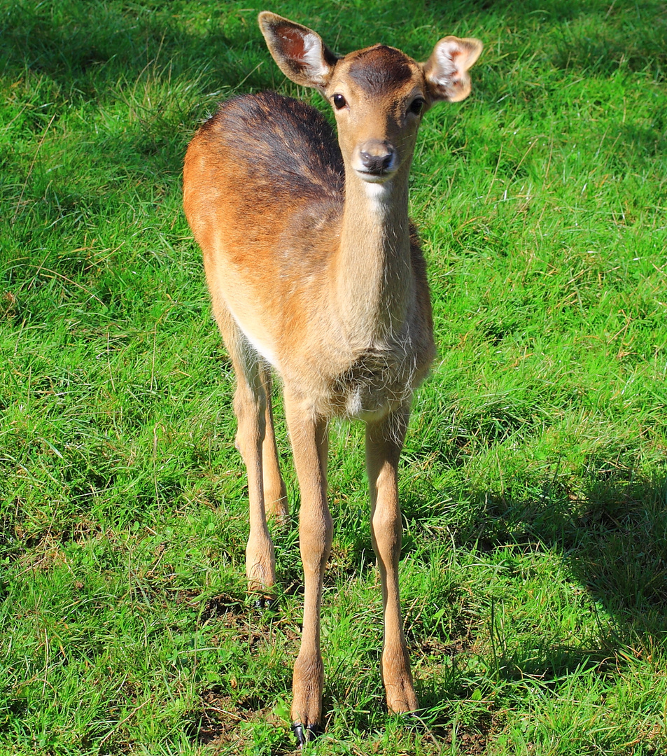 BAMBI ?