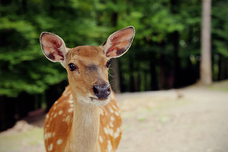 bambi 2