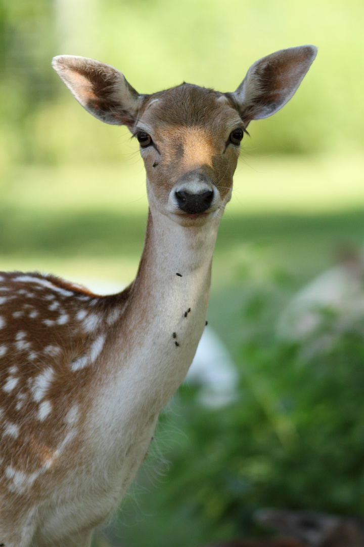 Bambi ..