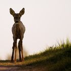 Bambi