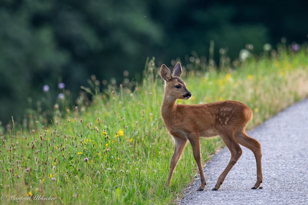 Bambi ...