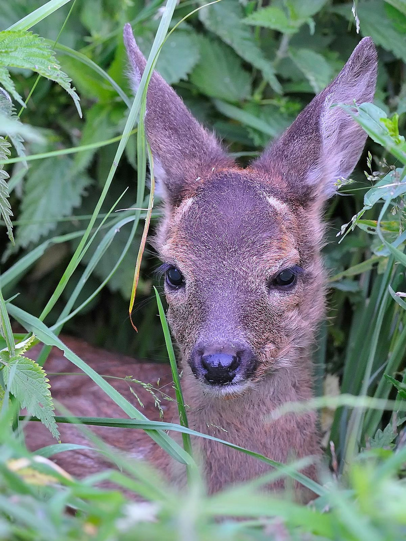 Bambi