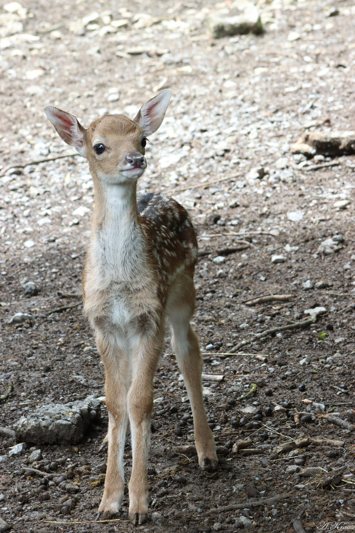 Bambi