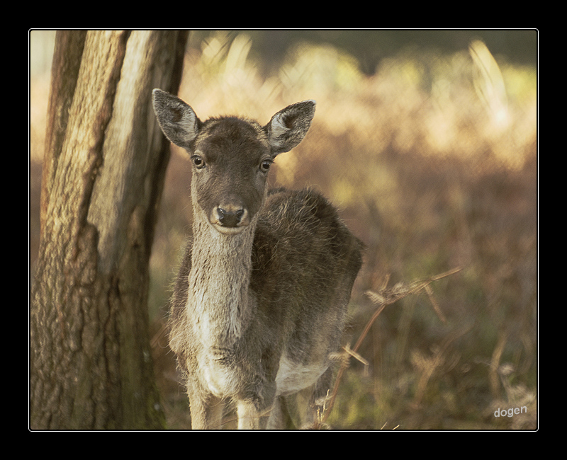 Bambi