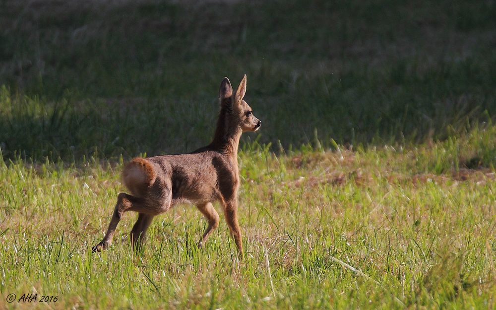 Bambi