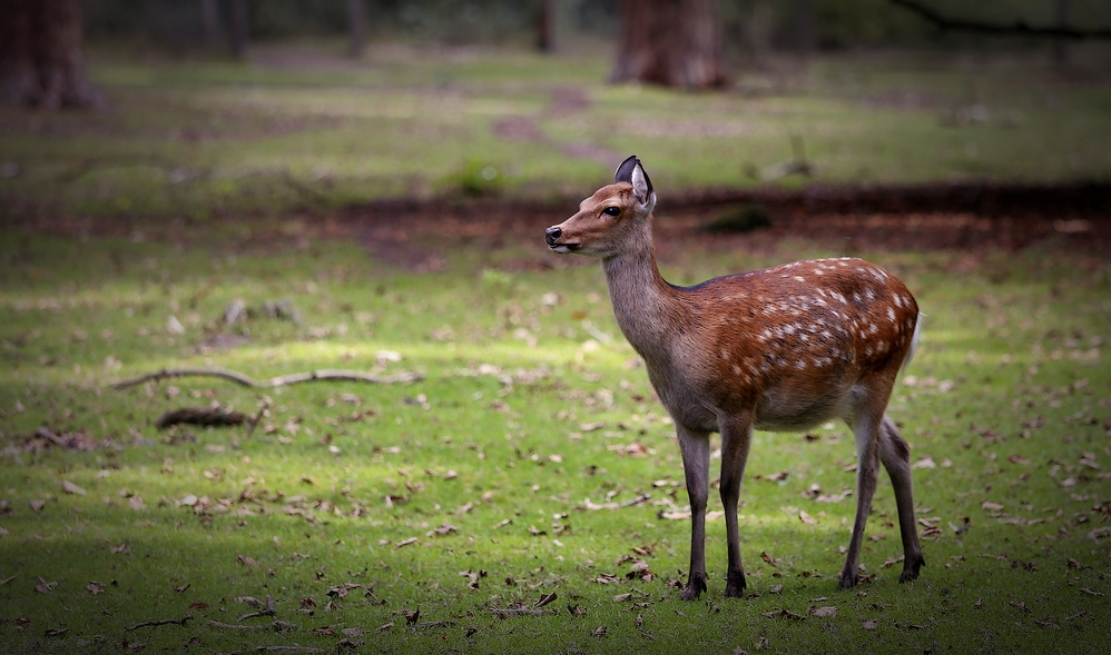 Bambi