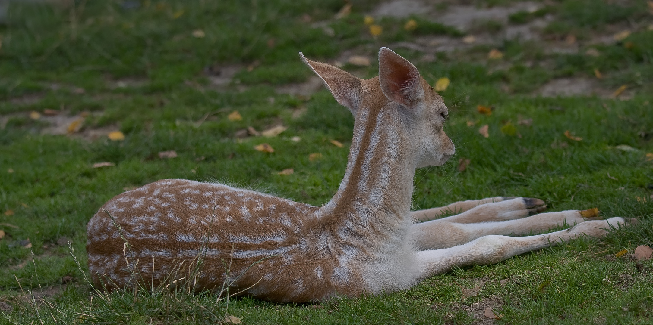 Bambi