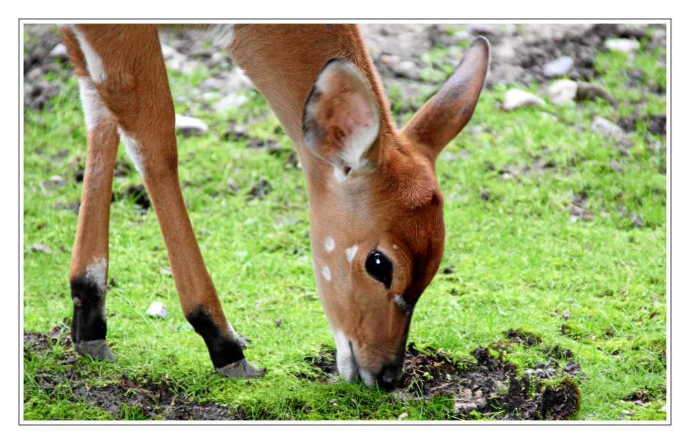 Bambi