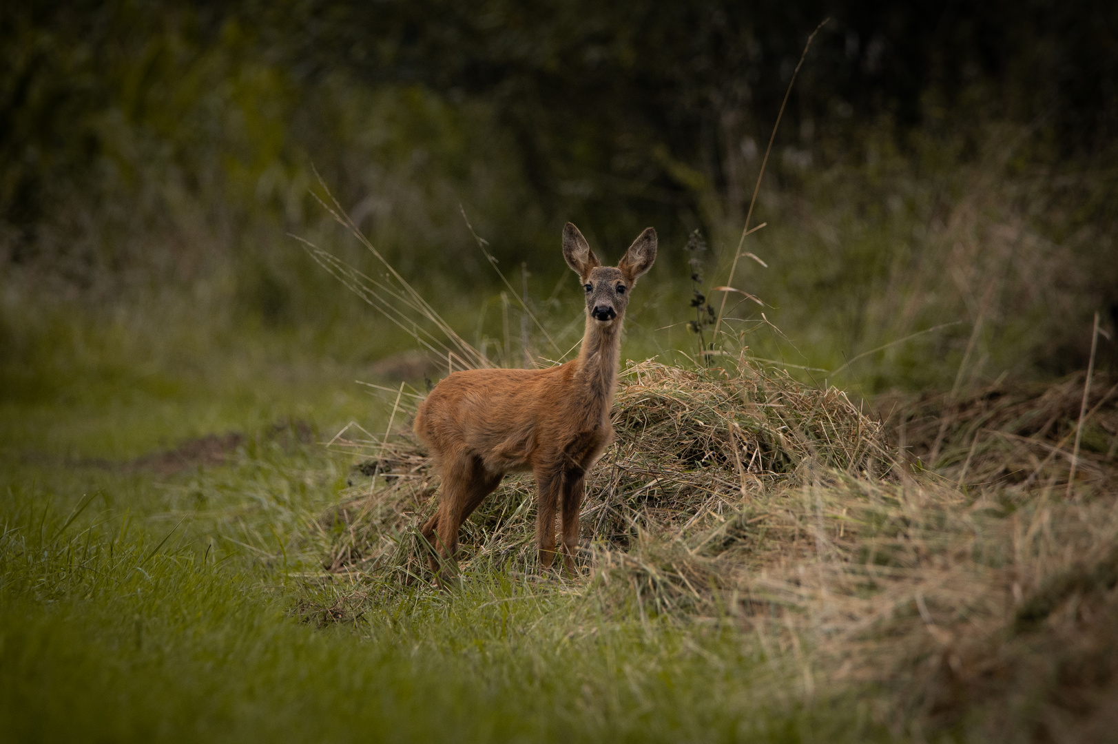 Bambi