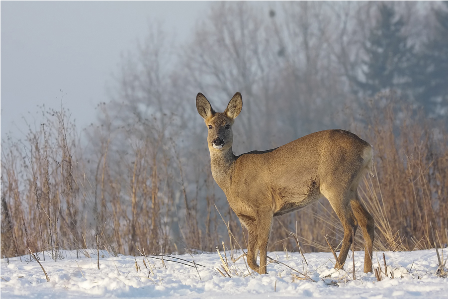 Bambi