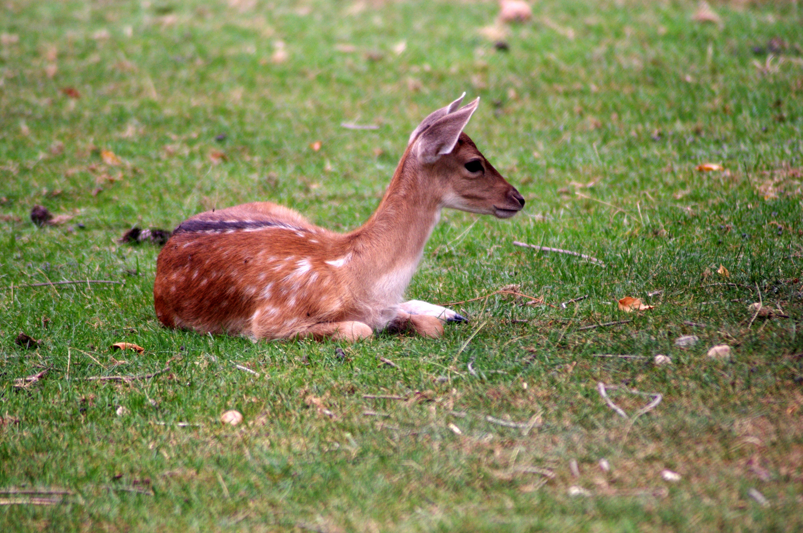 Bambi Photo Et Image Animaux Animaux Sauvages Cervides Sauvages Images Fotocommunity Bambi Photo Et Image Animaux Animaux Sauvages Cervides Sauvages Images Fotocommunity