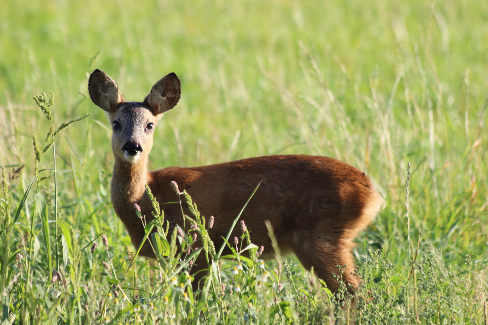 Bambi