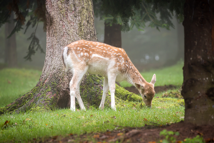 Bambi