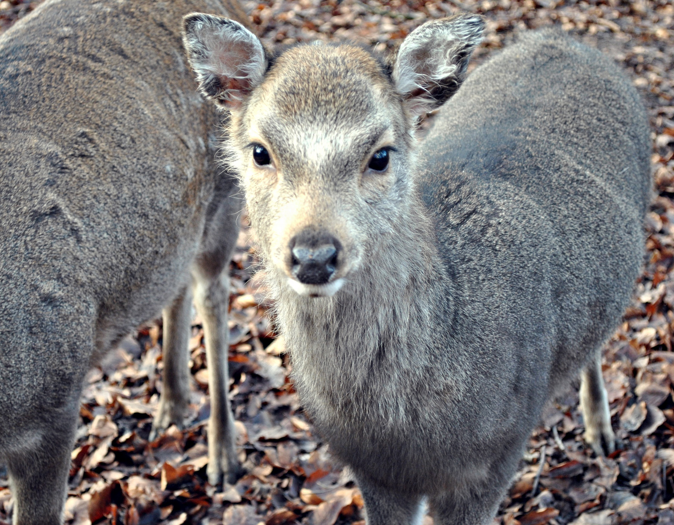 Bambi