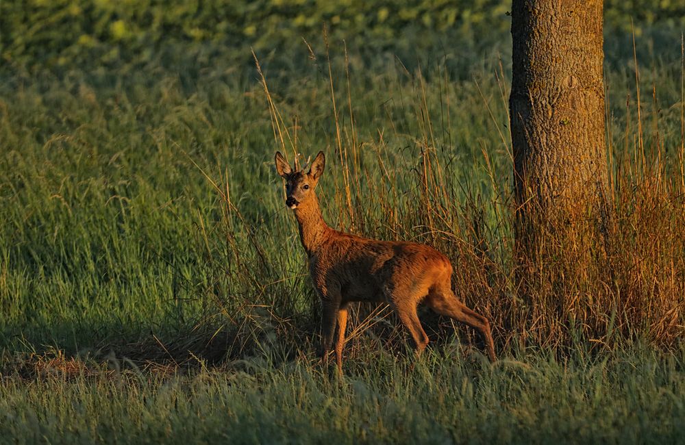 Bambi